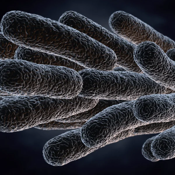 Legionellas Microscope